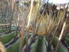 Vegetation in the UTM campus