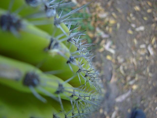 Vegetation in the UTM campus