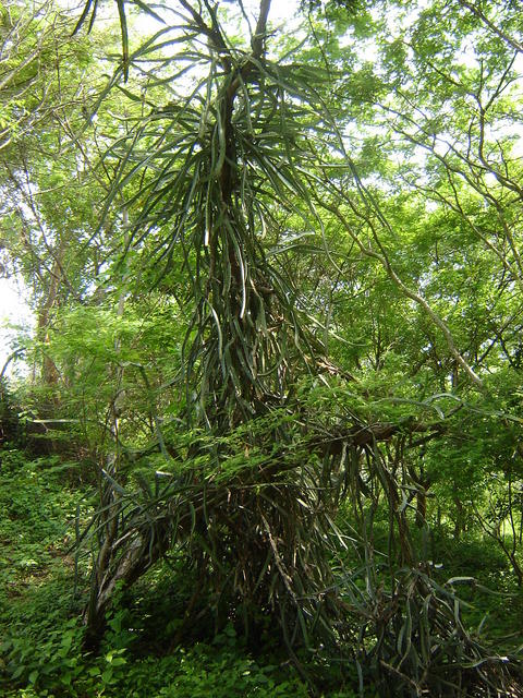 Vegetation in Estelimar