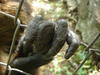 Two caged monkeys in Estelimar