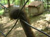 Two caged monkeys in Estelimar